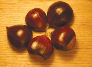 European Hybrid Chestnut